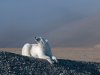 polar-bear-beechey-island.jpg