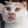 upload_2017-6-11_19-47-24.jpeg