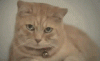 jHGyQCZ.gif