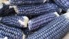 blue-corn.jpg