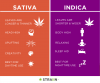 sativa-vs-indica-comparison.png