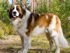 st._bernard_dog_0.jpg