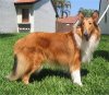 rough-collie.jpg