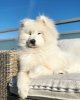 10-44-21-samoyed_dog_on_the_sun_HrvV2PT1EV.jpg