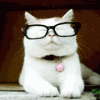 catglasses.gif