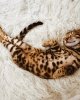 sweetcatclub_20210421_100149_4.jpg