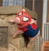 pig-spider-ham.jpg