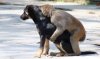 Dog-Monkey-having-sex-2.jpg