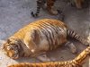 1486437288-148636434296462-thumbnail.jpg