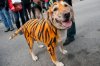 tiger-dog.jpg