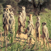 80652.gif