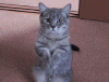 z3705331634389_813facbdd5f7317a0c52b3677e018878.gif
