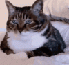 bummed-cat-annoyed-cat.gif