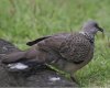 Spotted_Dove_(Streptopelia_chinensis)_-_Flickr_-_Lip_Kee_(2).jpg