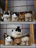 kitty condo.jpg