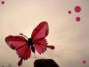 Red_Butterfly_by_sugardealer_flipped.jpg