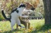 fight-cat-dog copy.jpg