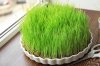 dish-fresh-wheat-grass-windowsill-151165431.jpg