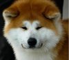 akitainu (4).jpg