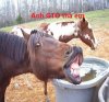 Horse showing Teeth.jpg