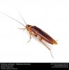 Periplaneta_americana_-_American_cockroach_(25765232092).jpg