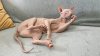 hairless-cats.jpg