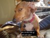 Suspicious-Dog-meme-1 - Copy.jpg