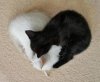 heart-with-black-and-white-cat.jpg