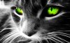 green-eyes-cat-wallpapers_22068_1280x800.jpg