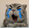 meme-meo-khoc-44-1.jpg