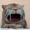 Meme-meo-khoc-4.jpg