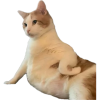 upload_2025-5-23_14-45-15.png