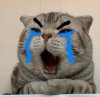 meme-meo-khoc-44-1.jpg