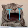 Meme-meo-khoc-4.jpg