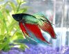 250px-Betta_splendens_maschio.jpg