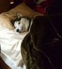 img_1_1753928005718.jpg