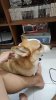 received_24093899450276346.jpeg