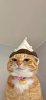 IMG_8711.jpeg