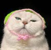 IMG_8766.jpeg