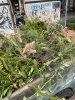 IMG_5076-compressed.jpeg