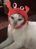 IMG_9172.jpeg