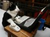 47351__468x_clever-cat-using-pc.jpg