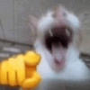 upload_2025-10-17_14-45-19.png