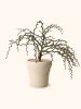 Decarya-Madagascariensis-4-600x800.jpg