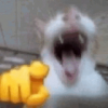upload_2025-10-20_19-52-18.png