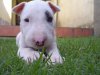 english_bull_terrier-puppy.jpg