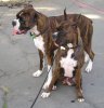 Boxer_(dog).jpg