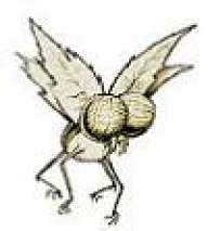 Fly
