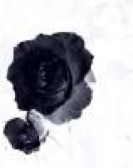 Blackrose173