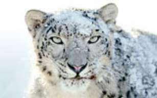 Snow Leopard